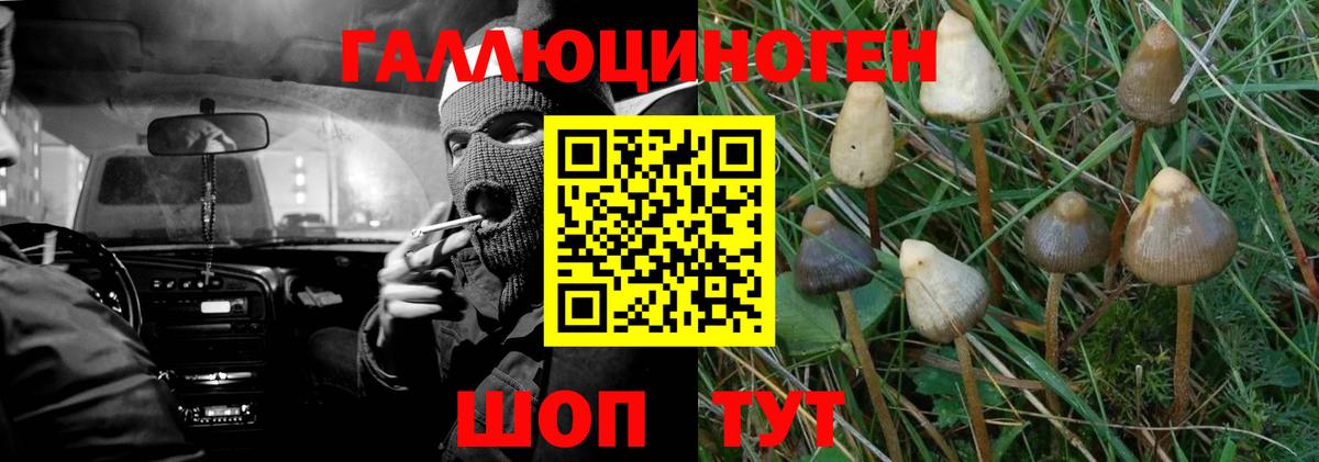 Галлюциногенные грибы Psilocybe Электрогорск